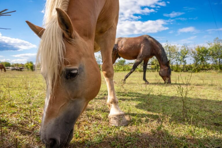 isao-fisioterapia-equina-11