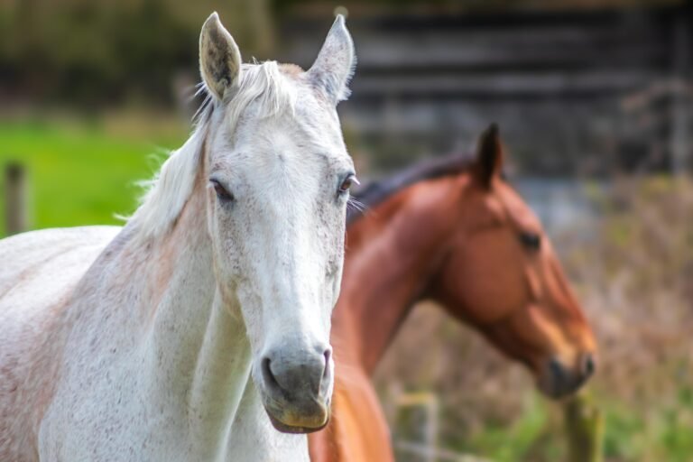 isao-fisioterapia-equina-2