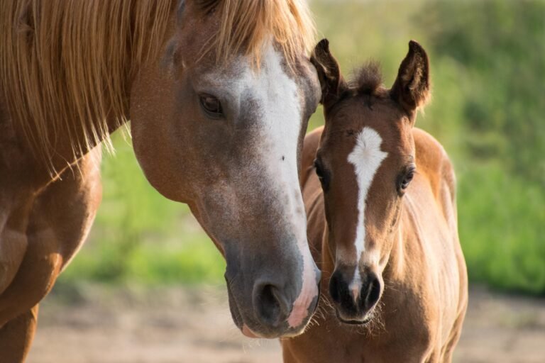 isao-fisioterapia-equina-4