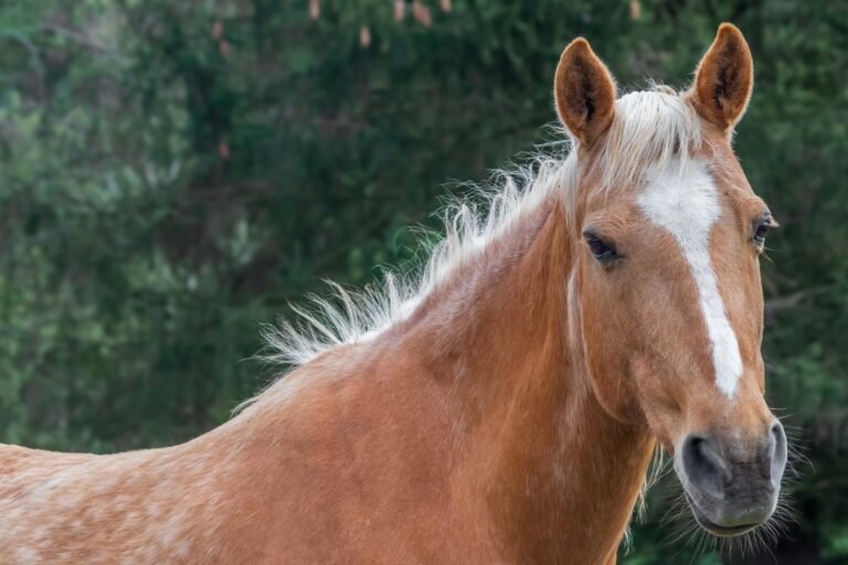 isao-fisioterapia-equina-5